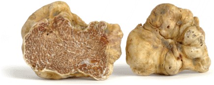 Tartufo bianco d'Alba - Robaldo Tartufi